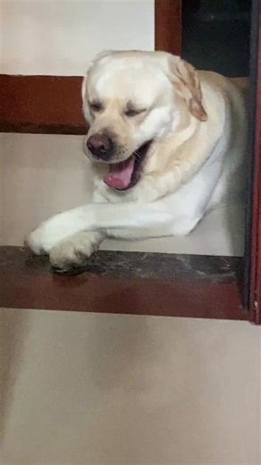 The collars around Daniel's neck are all in the shape of love for you ❤️, haha ​​#Labrador can't pull the pig keep wagging their tails should mean that they enjoy this rhythm🐕 Touring Hound Fragrance #dog #cute #puppiesofinstagram #instadog #puppy #swimmer #dogstagram #swim #doglover #triathlon #dogoftheday #pets #love #pet #puppylove #dogsofinstagram #doglife #puppies #doglovers #dogs | Golden Charles