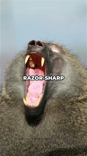 The Monkey That Chases Leopards 🐒🦁