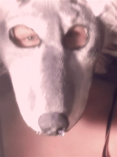 Máscara de mi Theriotype: Lobo Gris