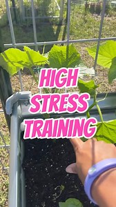 High stress training therapy 😬🌱! Training my cucumbers to behave on the trellis and giving my tomatoes a much-needed prune 🥒🌿. Fingers crossed for a bountiful harvest 🌼 #MyGardenMyChoice #YasmyneChanel #ChefYasmyne #gardengoals #tomatotaming | Chef Yasmyne Chanel