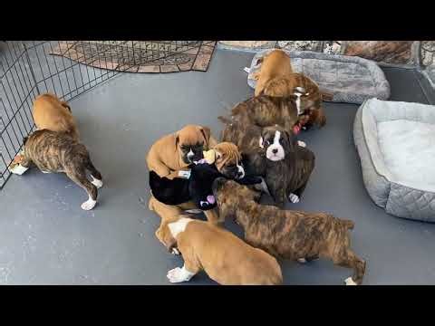 Fawn's Boxer Puppies - Riverhillboxers