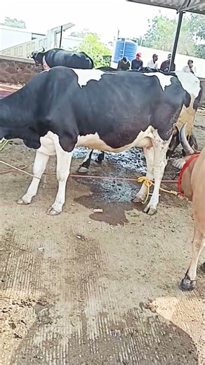 young male cattle are bullocks, and castrated male cattle are known as oxen or steers.