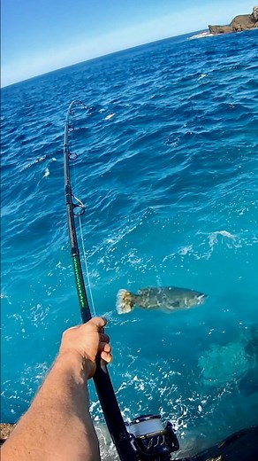 77K views · 564 reactions | BIG SLIMEY GREEN GROPER I caught a few years ago #bigfish #grouper #groperfish #westernbluegroper #westernbluedonkey #landbasedfishing | Gido’s Fishing Adventures | Facebook