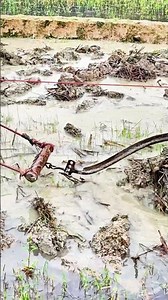 Ox plowing demonstration farming