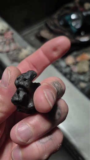 few shells and fossilized bone from last night's shark tooth hunt