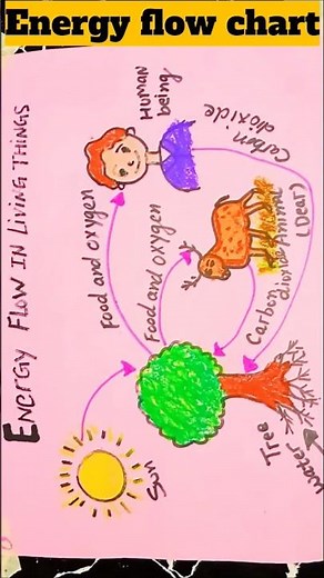 How Energy Flows in a Food Chain | Flow of Energy Diagram for Students #diagram #project #shorts