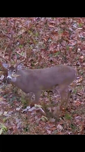 Chasing a Giant Whitetail #deerhunting #deerseason #bucks