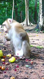 1.4K views · 70 reactions | Amazing Monkey | Monkey Magic | Facebook