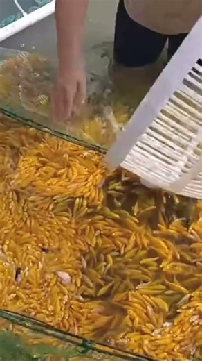 the process of catching fish using nets to easily get a lot of results #automobile