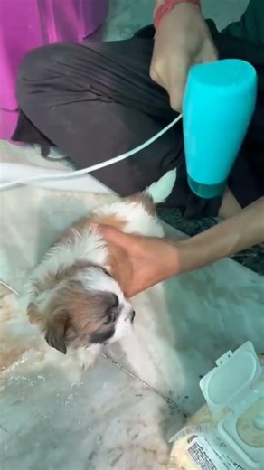 Shih-tzu ka daily routine #puppy #shihtzu #yt #youtubeshorts