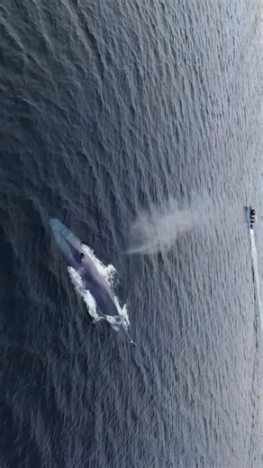 EN BUSCA DEL GIGANTE AZUL ✅ El animal más grande que ha existido ✔️ No solo del océano De toda la historia del planeta Ni el dinosaurio más grande se le acerca. Su corazón es del tamaño de un carro ✔️ Cada latido mueve miles de litros de sangre. Bebés gigantes ✔️ Una cría nace midiendo 7–8 metros y pesa cerca de 3 toneladas. Bebe hasta 200 litros de leche al día (y esa leche tiene casi 50% de grasa). El gigante que vive de lo pequeño ✔️ Come casi exclusivamente krill. Puede ingerir hasta 4 tonel