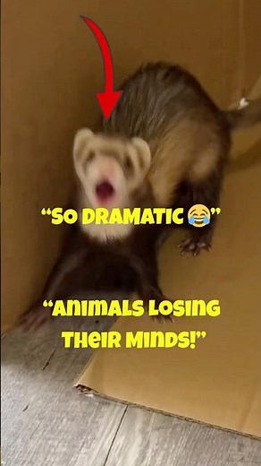 Animals Being Extra Dramatic 😂 | Funniest Overreacting Pets Compilation #cuteanimals #shorts
