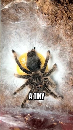 When a spider hires a frog as security 🕷