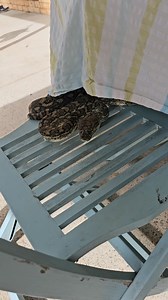 Hidden in plain sight! 🔭 This super long Coastal Carpet Python got cosy at a home in Buderim on the Sunshine Coast, a bit too close for comfort considering the owner had pets! Hopefully this beauty will enjoy a well-deserved meal out in the bushland tonight! Remember to save our number and call anytime. Fast, reliable, professional and experienced snake catching service. Available 24/7, 365 days a year. 0409 536 000 . . . #carpetpython #australia #qld #snakecatcher #nonvenomous #sunshinecoast #
