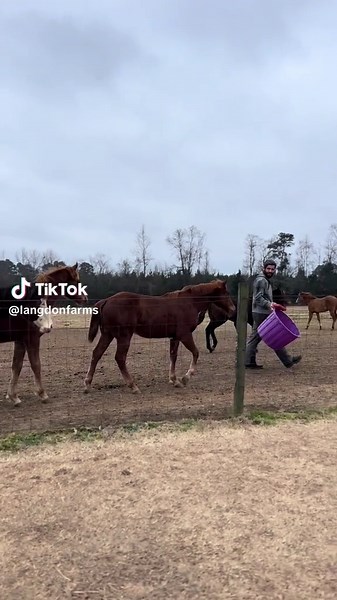 LangdonFarms on TikTok
