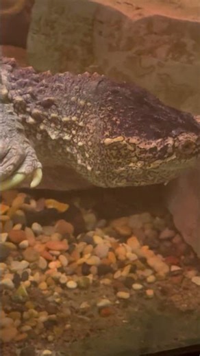 Snapping Turtle Up Close🐢👀