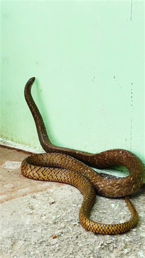 Giant Rat Snake! Looks Terrifying… But Completely Harmless! 🐍