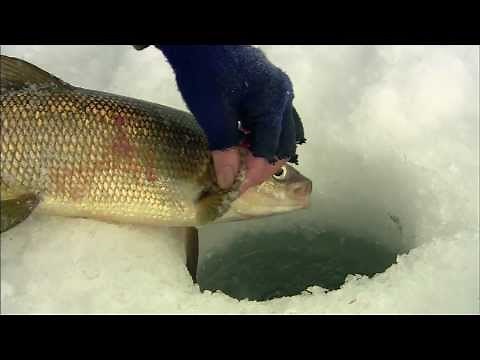 Spoons for Lake Whitefish In Winter