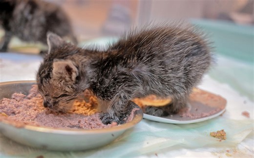 Katzen-Baby landet in NRW-Tierheim – Blick in seine Augen lässt verzweifeln