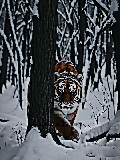 Exploring the Majestic Siberian Tiger