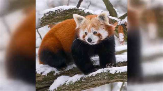 El panda rojo: el animal más hermoso del Himalaya