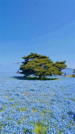 Japan’s Blue Flower Ocean 🌊 Nemophila at Hitachi Seaside Park Ibaraki #japantravel #ibaraki #japan