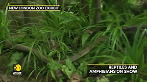 Snakes, frogs, and a crocodile are among the species that have taken centre stage in a new exhibit opening at London Zoo in the British capital. The exhibition was opened for the viewers last week. Esha Hanspal tells you more Watch more on https://www.wionews.com/videos | WION