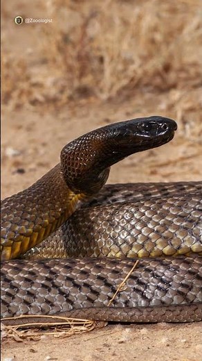 Inland Taipan: The Snake That Can Kill 100 Men!