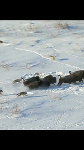 700K views · 3.5K reactions | Wolf Gang Hunted on Bison #wildanimals #animals #fyp #foryou | Wildest Animals | Facebook