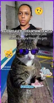 a legenda 😂🤣🤣#gatos#engraçado