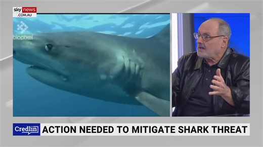 Why the claim that sharks will start eating humans falls apart