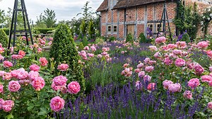 9 Ways To Create A Vibrant Rose Garden