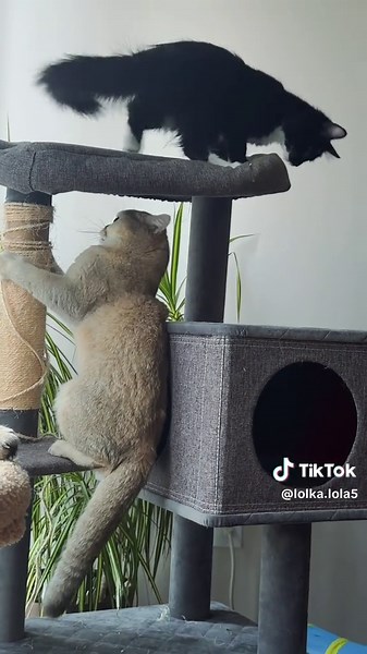Leo&Luna