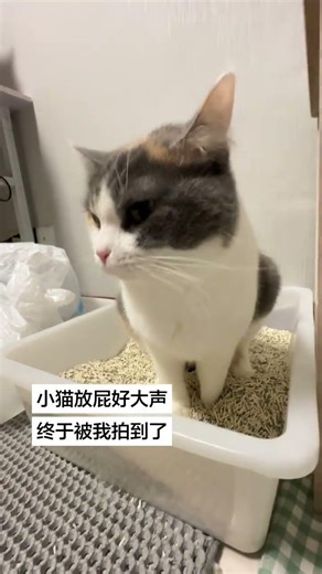 The Unforgettable First Time a Cat Burped - Real Life Kitty Moments