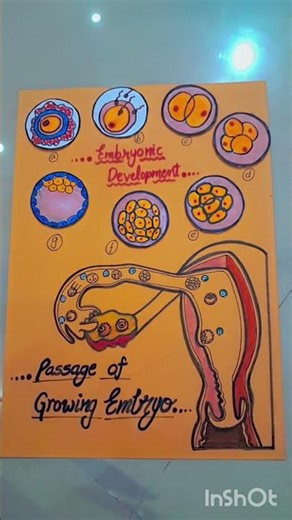 Class12 Biology project file ideas ♡♡#HumanEmbryology #ScienceProject #Shorts