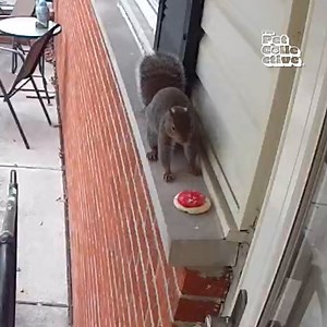 317K views · 632 reactions | What happens when you come home to a random mysterious sweet treat on your front door? Here's the story of a lovely little gift offering squirrel!  | The Pet Collective | Facebook