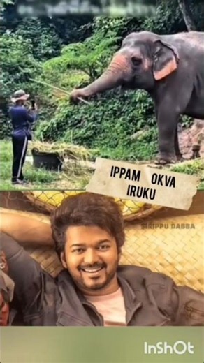thalapathy sirippuku 🎻 vasikum yaanai#vijay#cm#vijaynews #elephant#thalapathy #vedio#comedy#animals