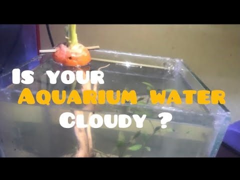 Is your aquarium water cloudy watch this video 🐠🥕!.#feed #explore #fishtank #fishtips .