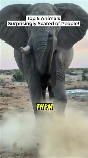Top 5 Animals Who Are Surprisingly Scared of Humans