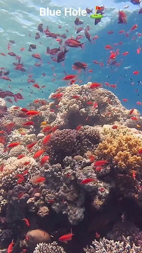 Beautiful healthy Blue hole ⛳ coral reef 🪸🐠 #bluehole #coralreef #underwaterlife #underwaterworld #uwphotography #underwaterphotography #sea #redsea #scubadiving #corals #scuba | Red Sea Diving