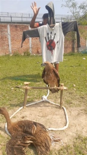 Technique for catching hawks with a crow trap #USAContent #viralvideoシfyp