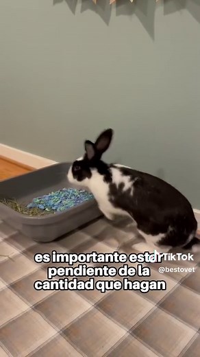 ¡ATENCIÓN 😱🐰! Aquí te contamos como reconocer cuando tu conejito se enferma. ¿Y tú ya sabias sobre estos sintomas? 🐰 #conejos #conejostiktok #conejosmascota #saludconejos #conejitos #animales #veterinaria #loultimo #medicinaveterinaria #conejogracioso