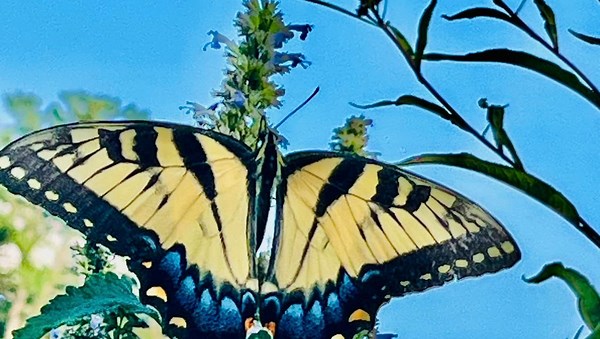 Spring Gardening Preparations