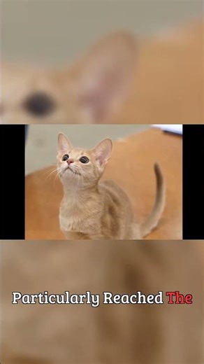 Why Abyssinian Cats Are So Special!