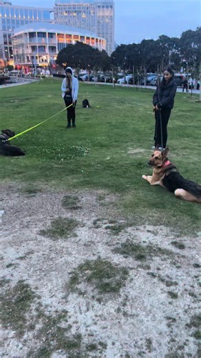 Handler’s Confidence Building Class with @princess_arya_bark Another great class with an amazing group of handlers. #dontbullymybreed #changingstigmas #community #dogtraining | Aaron Michael Louis