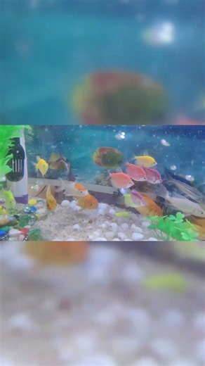 Colorful Fishes Swimming Beautifully 🐠✨ | Relaxing Fish Video #fish #fishtank #shorts