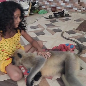 इस घायल मां लंगूर के प्रति प्यारी बच्ची इप्सिता का प्यार और स्नेह। | Bhagabat Community