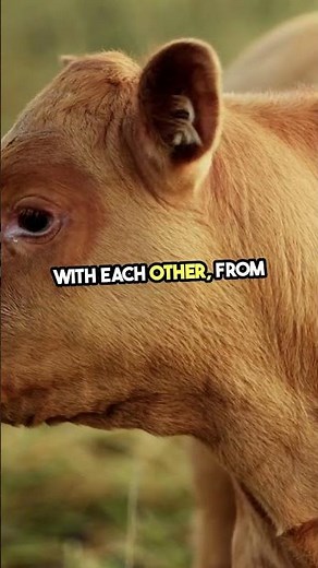 How Cows Moo Differently 🐄🔊 | Discover the Unique Voices of Cattle! #animals #wildlife