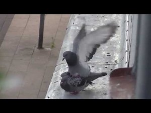 Vögel am vögeln XD (Tauben)