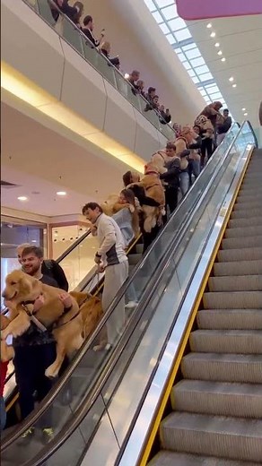 Video: Parade Of Golden Retrievers Descend Escalator